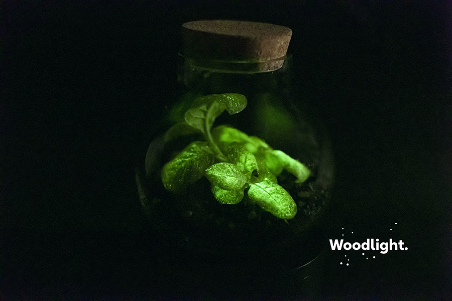 première plante bioluminescente chez Woodlight